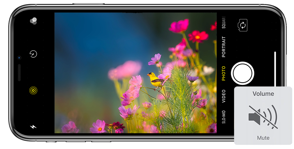 iPhone camera sound off